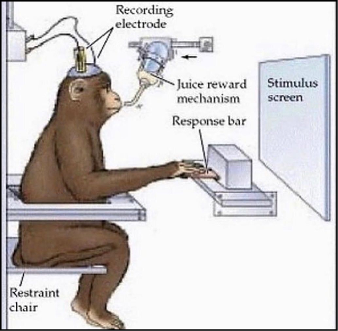 A neuroscience diagram: a monkey in a restraint chair wired to a recording electrode, facing a stimulus screen, with a juice-reward mechanism and a response bar.