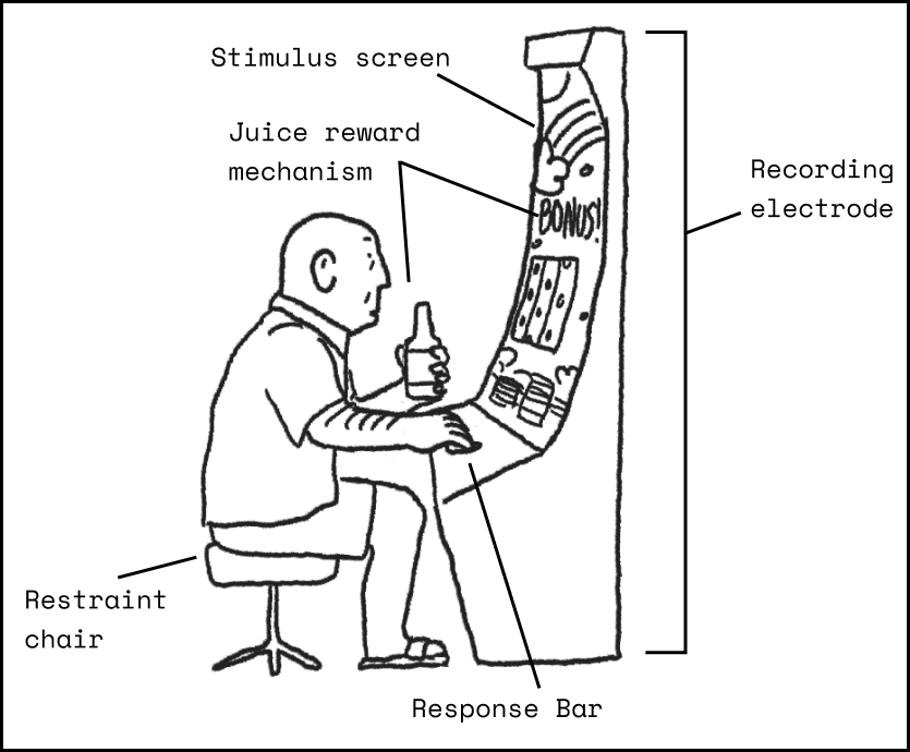 The same experimental setup redrawn with a human at a slot machine: the slot display labeled as the stimulus screen, a drink as the juice-reward mechanism, plus a response bar and restraint chair.